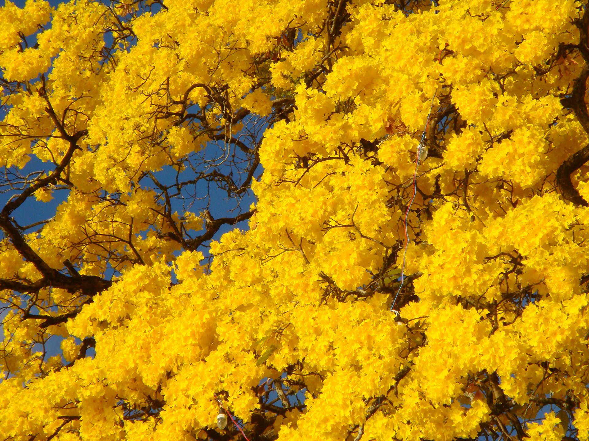 Galhos de ipê-amarelo carregados de flores
