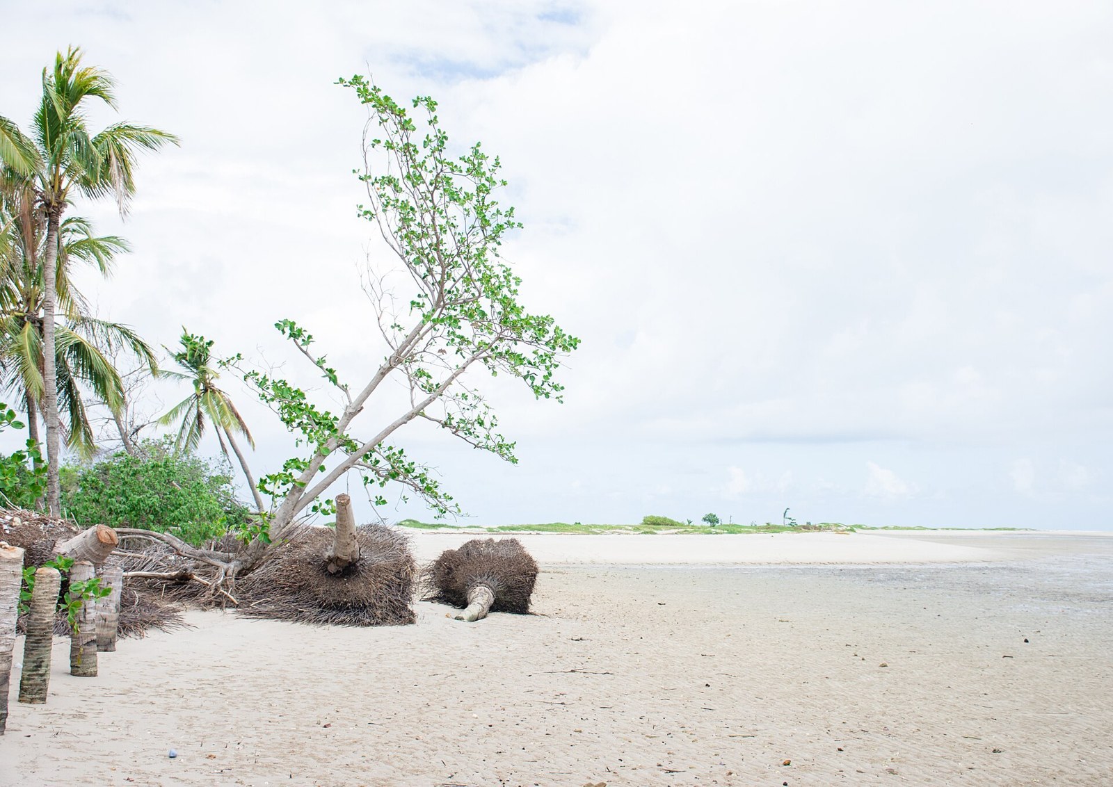Areia branca e coqueiros na Coroa do Avião, em frente à Ilha de Itamaracá